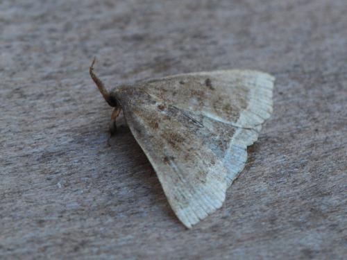 Polypogon plumigeralis